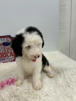 Callie, a female Sheepadoodle for sale in Atlanta, GA – 2 of 4