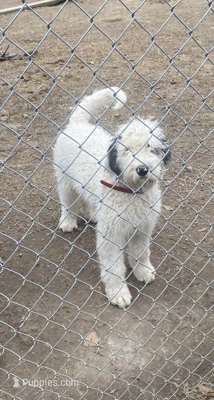 Snoopy – Sheepadoodle puppy for sale in Atlanta, GA