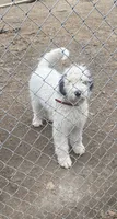 Snoopy, a male Sheepadoodle for sale in Atlanta, GA – 2 of 5