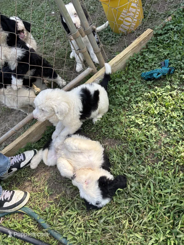 Hank – Sheepadoodle puppy for sale in Atlanta, GA