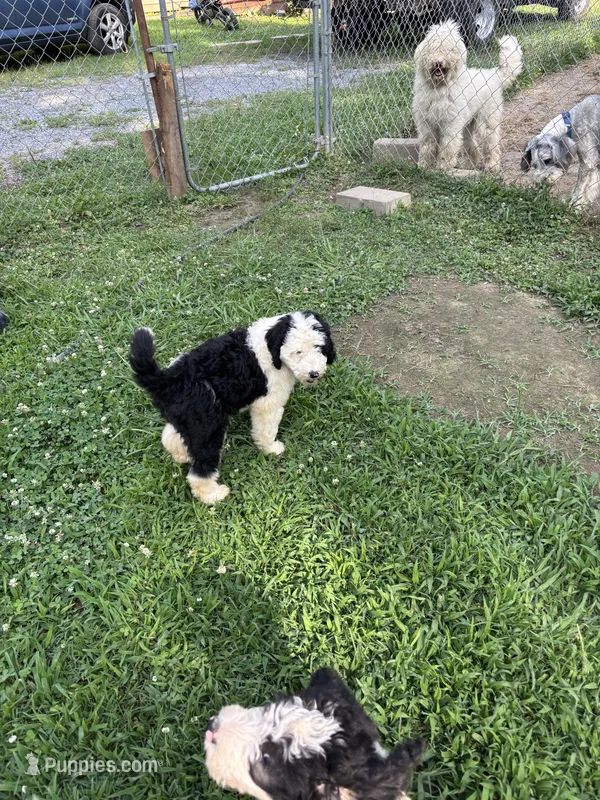 Zach – Sheepadoodle puppy for sale in Atlanta, GA