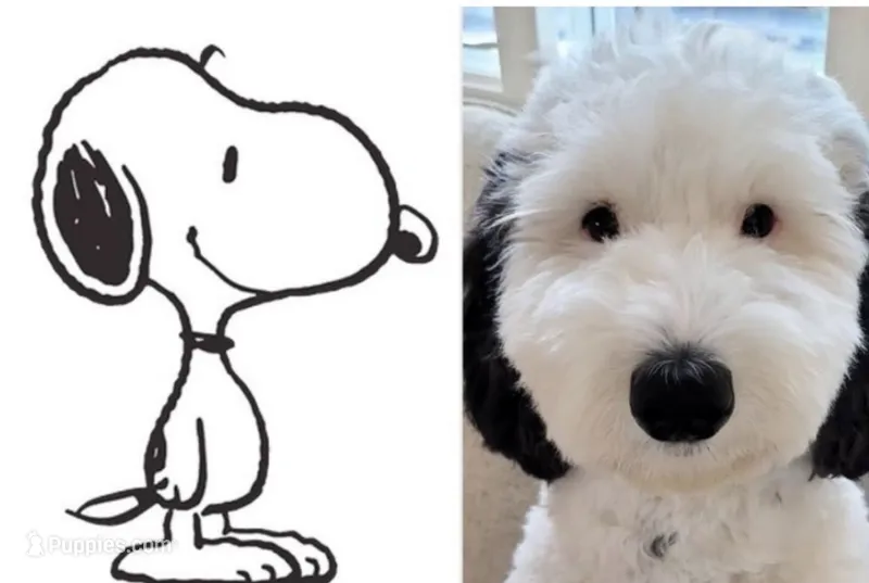 Snoopy – Sheepadoodle puppy for sale in Atlanta, GA