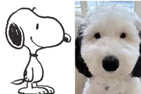 Snoopy, a male Sheepadoodle for sale in Atlanta, GA – 1 of 5