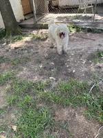 Sophie, a female Sheepadoodle for sale in Atlanta, GA – 8 of 9