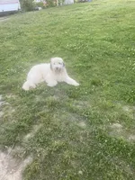 Snoopy, a male Sheepadoodle for sale in Atlanta, GA – 5 of 5