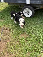 Luna, a female Sheepadoodle for sale in Atlanta, GA – 3 of 4