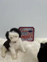 Callie, a female Sheepadoodle for sale in Atlanta, GA – 3 of 4