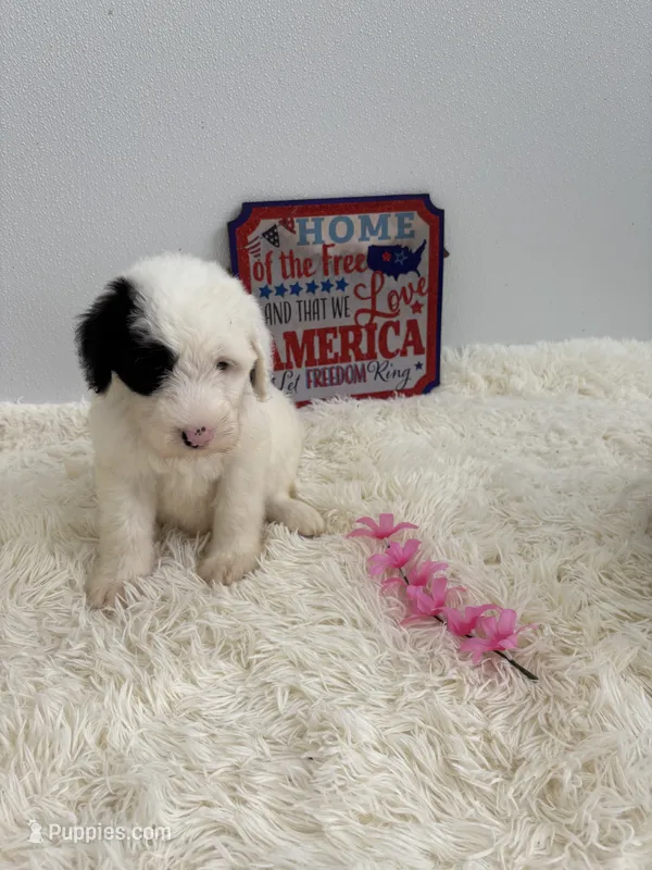 Maggie – Sheepadoodle puppy for sale in Atlanta, GA