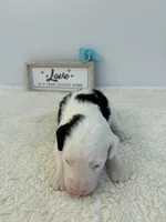 Hank, a male Sheepadoodle for sale in Atlanta, GA – 4 of 4