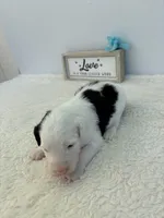 Hank, a male Sheepadoodle for sale in Atlanta, GA – 2 of 4