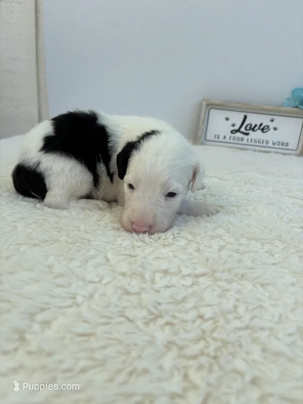 Hank – Sheepadoodle puppy for sale in Atlanta, GA