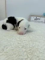Hank, a male Sheepadoodle for sale in Atlanta, GA – 1 of 4
