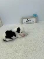 Hank, a male Sheepadoodle for sale in Atlanta, GA – 3 of 4