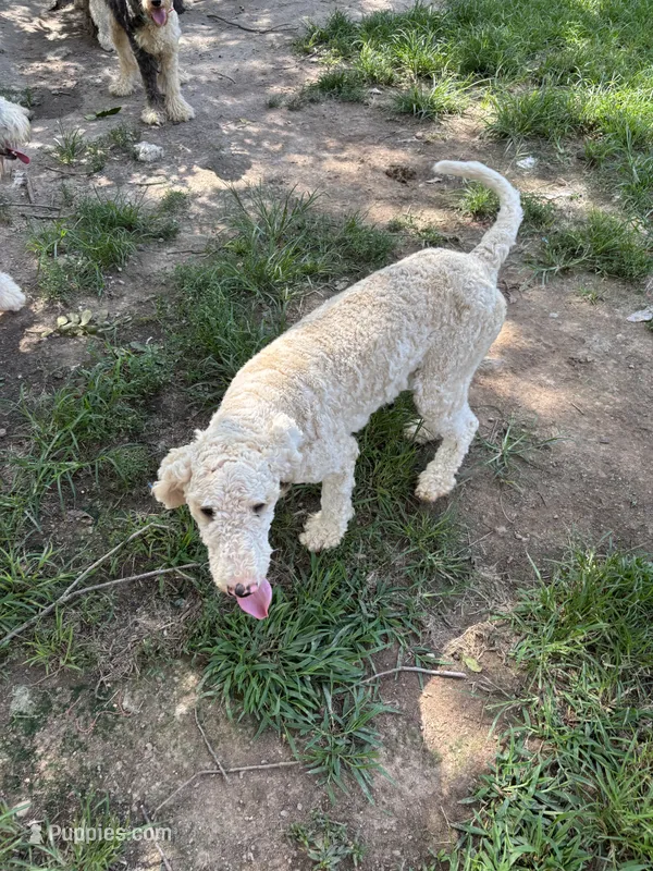 Sophie – Sheepadoodle puppy for sale in Atlanta, GA