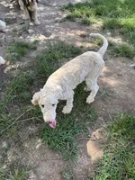 Sophie, a female Sheepadoodle for sale in Atlanta, GA – 9 of 9