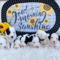 Rocky, a male Sheepadoodle for sale in Atlanta, GA – Photo 2 of 2