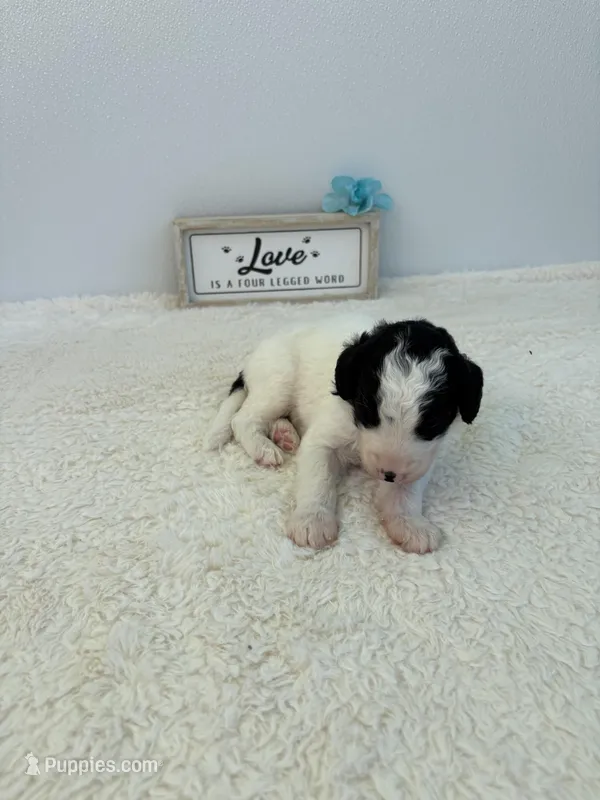 Rocky – Sheepadoodle puppy for sale in Atlanta, GA