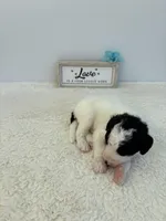 Rocky, a male Sheepadoodle for sale in Atlanta, GA – 5 of 6