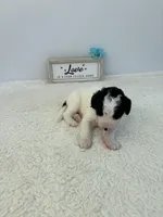 Rocky, a male Sheepadoodle for sale in Atlanta, GA – 6 of 6