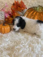 Rocky, a male Sheepadoodle for sale in Atlanta, GA – Photo 1 of 2
