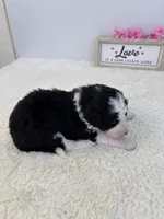 Lucy, a female Sheepadoodle for sale in Atlanta, GA – 4 of 4