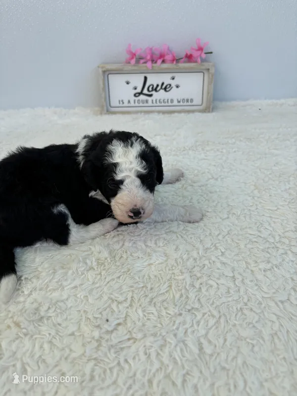 Lucy – Sheepadoodle puppy for sale in Atlanta, GA