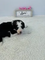 Lucy, a female Sheepadoodle for sale in Atlanta, GA – 1 of 4