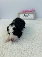 Lucy, a female Sheepadoodle for sale in Atlanta, GA – 3 of 4