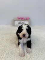 Lucy, a female Sheepadoodle for sale in Atlanta, GA – 2 of 4