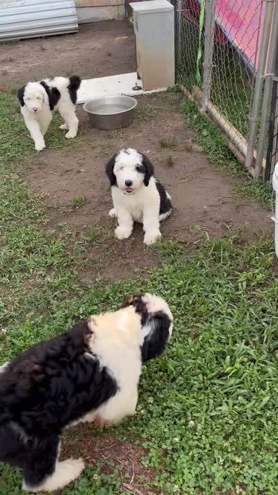 Luna, a female Sheepadoodle for sale in Atlanta, GA – 4 of 4