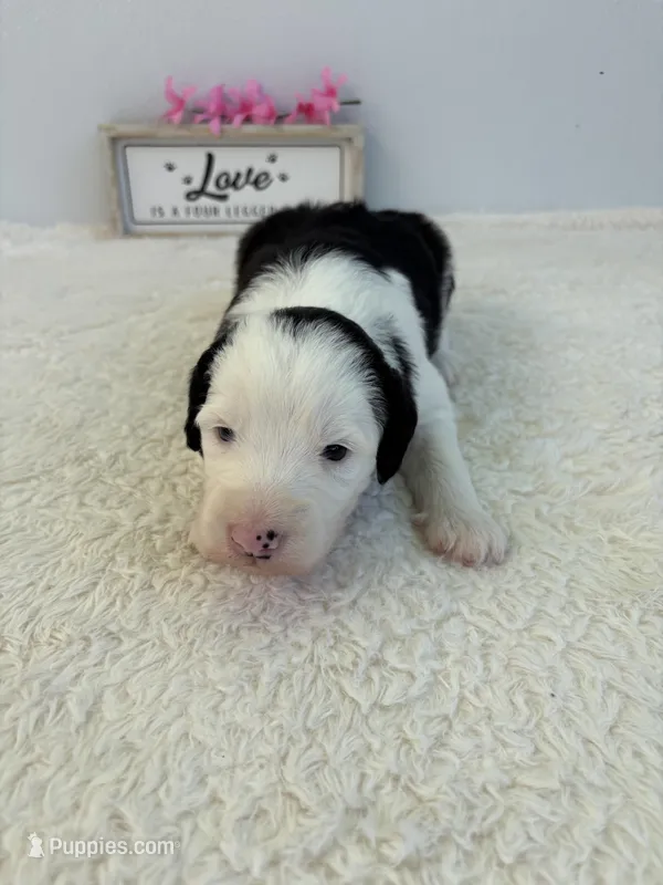Callie – Sheepadoodle puppy for sale in Atlanta, GA