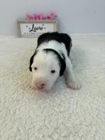 Callie, a female Sheepadoodle for sale in Atlanta, GA – 1 of 1