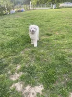 Snoopy, a male Sheepadoodle for sale in Atlanta, GA – 4 of 5