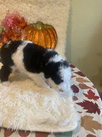 Maggie, a female Sheepadoodle for sale in Atlanta, GA – Photo 1 of 2