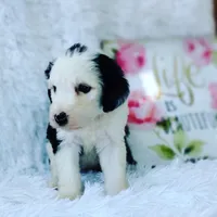 Maggie, a female Sheepadoodle for sale in Atlanta, GA – Photo 2 of 2