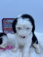 Callie, a female Sheepadoodle for sale in Atlanta, GA – 4 of 4
