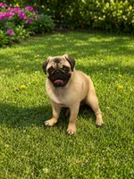 Bart , a male Pug for sale in Kenney, IL – 1 of 2