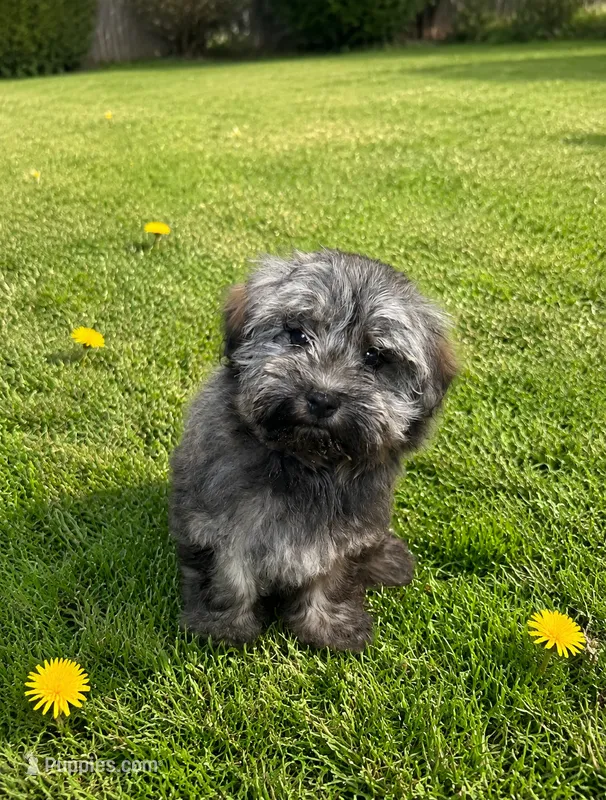 Cami  – Havanese puppy for sale in Kenney, IL
