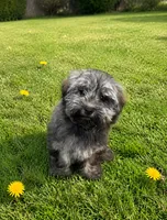 Cami , a female Havanese for sale in Kenney, IL – 1 of 2