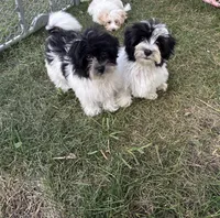 Hailey , a female Havanese for sale in Kenney, IL – 5 of 7