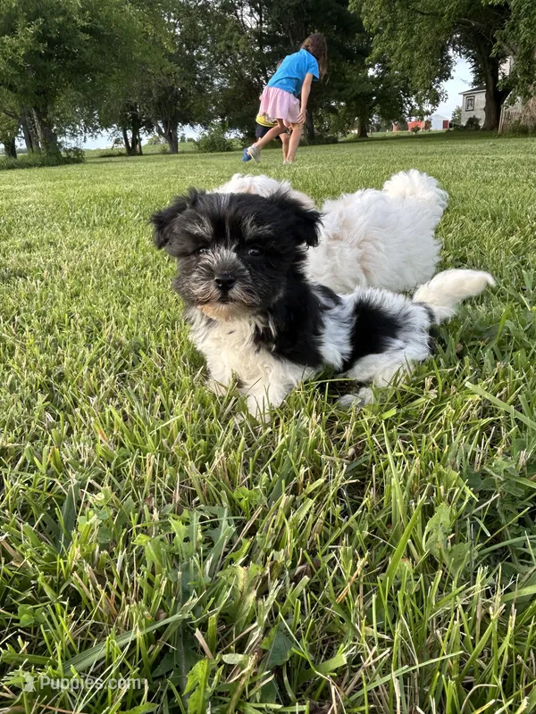 Remi – Havanese puppy for sale in Kenney, IL
