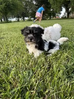 Remi, a female Havanese for sale in Kenney, IL – 1 of 1