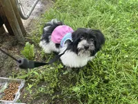 Hailey , a female Havanese for sale in Kenney, IL – 9 of 9