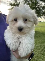 Blakely , a female Havanese for sale in Kenney, IL – 2 of 2