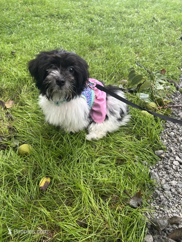 Hailey  – Havanese puppy for sale in Kenney, IL