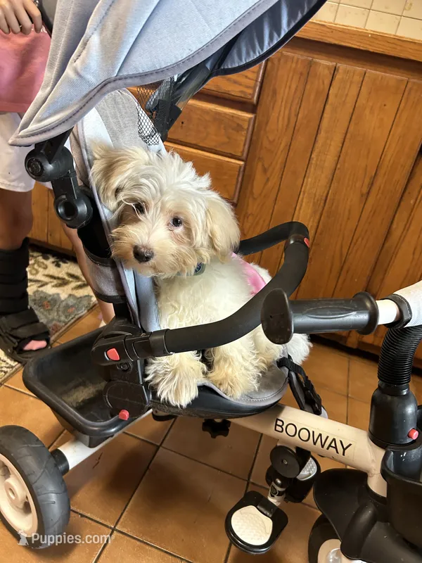 Blakely  – Havanese puppy for sale in Kenney, IL