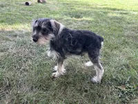 Mac, a male Miniature Schnauzer for sale in Kenney, IL – 4 of 4