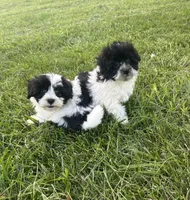 Brookie , a female Havanese for sale in Kenney, IL – 2 of 2