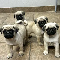 Bart , a male Pug for sale in Kenney, IL – 2 of 2