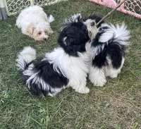 Brookie , a female Havanese for sale in Kenney, IL – 3 of 5